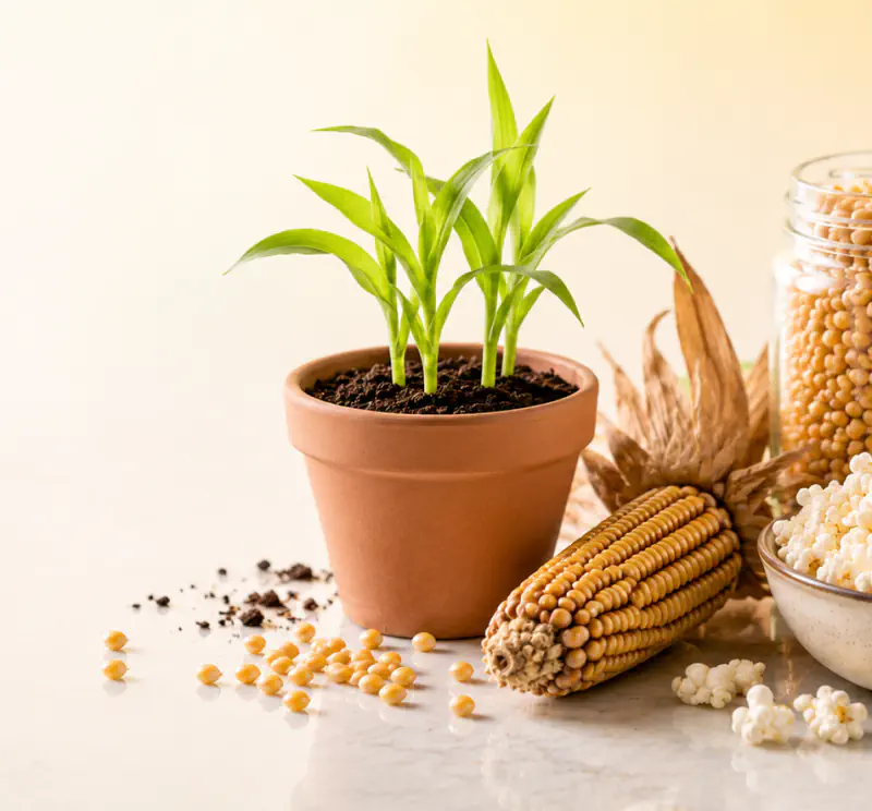 Growing Your Own